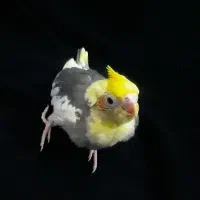 جوجه عروس سرلاکی