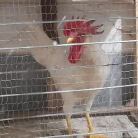خروس|حیوانات مزرعه|چهاردانگه (تهران), |دیوار