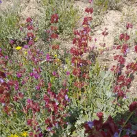 زمین باغ ویلا|فروش زمین و ملک کلنگی|رزن, |دیوار