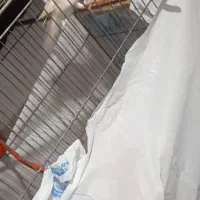 قناری نر قیمت۳۵۰۰|پرنده|رباطکریم, منجیل آباد|دیوار