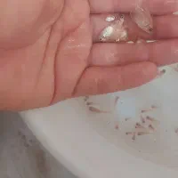 ماهی خوراک یا کالر سفید