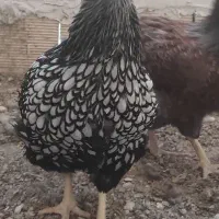 جوجه ویاندوت سیلور