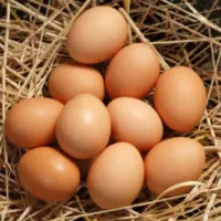 تخم‌مرغ طبیعی از تولید به مصرف تازه تازه