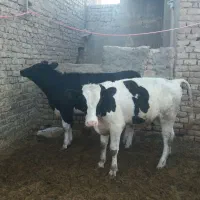 گاو تلیسه گوسال|حیوانات مزرعه|قم, الغدیر|دیوار