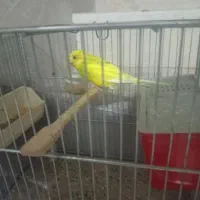 مرغ عشق|پرنده|دماوند, گیلاوند|دیوار