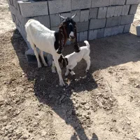 فروش فوری گوسفند