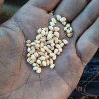 دانه محلب اعلاء درجه یک صادراتی