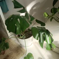 برگ انجیری مانسترا