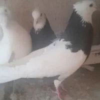 کبوتر پرشی|پرنده|یزد, |دیوار