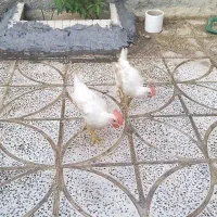 خروس