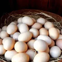 پخش تخم مرغ روز ب صورت عمده