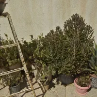 4گلدان خیلی بزرگ|گل و گیاه طبیعی|شیراز, تندگویان|دیوار