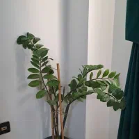 گل زاموفیلیا