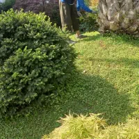 حیاط سازی ونگه داری گل گیاه|خدمات باغبانی و درختکاری|کلارآباد, |دیوار