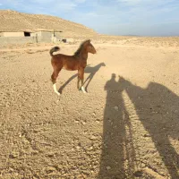 کره نریون دره شور|اسب و تجهیزات اسب‌سواری|سیرجان, |دیوار