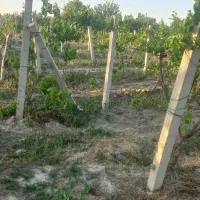 1000مترباغ-وباغچه-درچاده-کلانتری