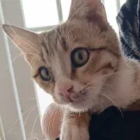 گربه|گربه|تربت جام, المهدی|دیوار