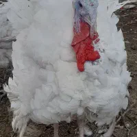 بوقلمون بیوتی (سفید)