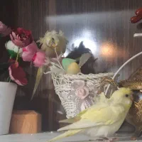 چهار عدد مرغ عشق پروانه ای