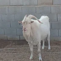 نربزسانن یک ساله|حیوانات مزرعه|جرقویه, |دیوار