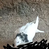 کبوتر فروشی|پرنده|ایوان, |دیوار