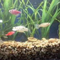 اکواریوم شیشه خم|ماهی|رشت, پاره بیجار|دیوار