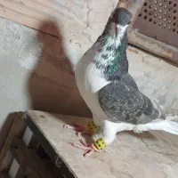 یکت سرخ و ساده چادری رنگی کفتر