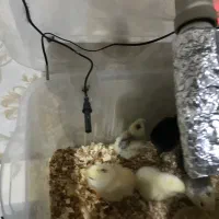 دستگاه جوجه کشی عالی|لوازم جانبی حیوانات|اراک, |دیوار