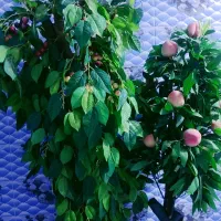 دو عدد درخت بزرگ بفروش میرسد