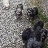 واگذاری سگ|سگ|رشت, معلم|دیوار