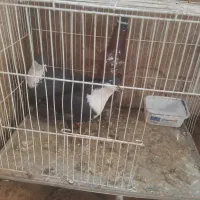 کفتر