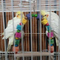 عروس هلندی و کوتوله