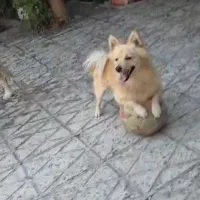 گمشده|سگ|ماکو, |دیوار