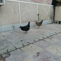 سلام مرغ تخم گذرار