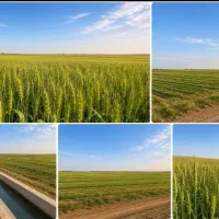 زمین-کشاورزی-R1-کانال-7