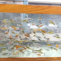 ماهی کوی نژاد|ماهی|قم, نخودی|دیوار