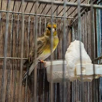 سهره قناری دهن دار خرم آبادی خون پاک بخون