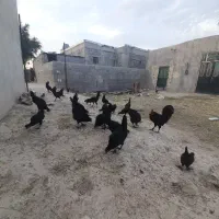 مرغ تخم گذار وخروس محلی اصل