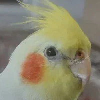 گمشده