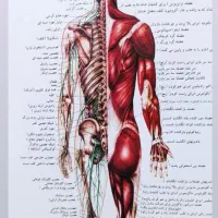 حجامت