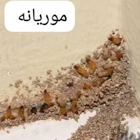 گروه سمپاشی*موریانه ساس سوسک*سم پاشی باضمانت|خدمات نظافت|اهواز, کیانپارس |دیوار