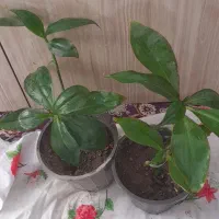 گلهای طبیعی|گل و گیاه طبیعی|شیروان (خراسان), |دیوار