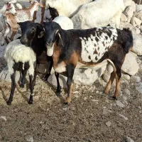 سه رنگ و گلتو