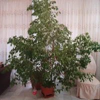 گل بنجامین|گل و گیاه طبیعی|تهران, تهران‌ویلا|دیوار