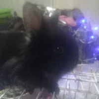 بچه خرگوشهای لوپ بامزه واکسن خوردن|موش و خرگوش|هشتگرد, تهران دشت|دیوار