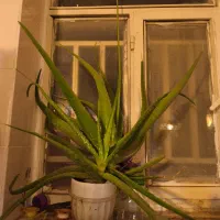 گل آلوورا بزرگ