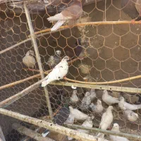 کفتر|پرنده|آران و بیدگل, |دیوار