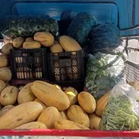 میوع فروشی لایقی