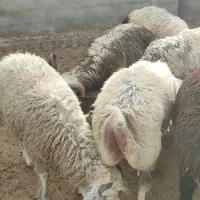بره