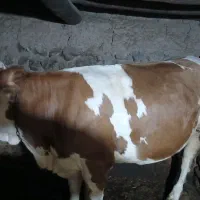 گوساله ماده